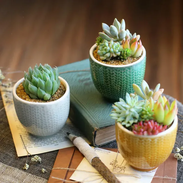 Succulent Desk Plant - personalised corporate gift